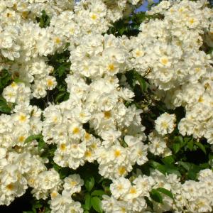 Rambler Bobbie James...fiorisce davvero con tale magnifica profusione e forte profumo? / Rosa Bobbie James.jpg Rosa Bobbie James.jpg