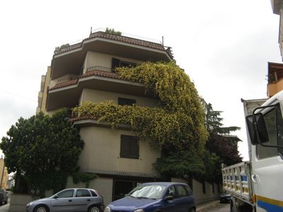 Il termine "gigante" non appartiene al nome di questa rosa, che è sempre una Banksiae lutea...la lunghezza/altezza non è un problema...nel mio caso preoccupa la larghezza... / Rosa Banksiae Lutea gigante.jpg Rosa Banksiae Lutea gigante.jpg