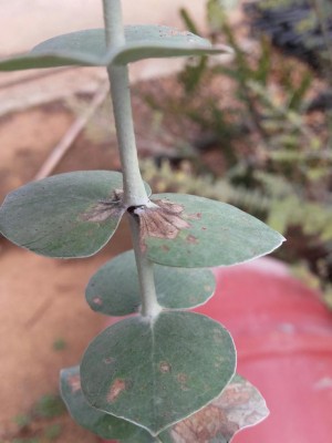 20180809_104810-1224x1632.jpg (63.11 KiB) Osservato 759 volte 20180809_104810-1224x1632.jpg