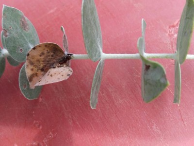 20180809_104916-1632x1224.jpg (69.67 KiB) Osservato 759 volte 20180809_104916-1632x1224.jpg