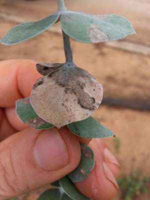 20180809_104929-1224x1632.jpg (59.21 KiB) Osservato 759 volte 20180809_104929-1224x1632.jpg