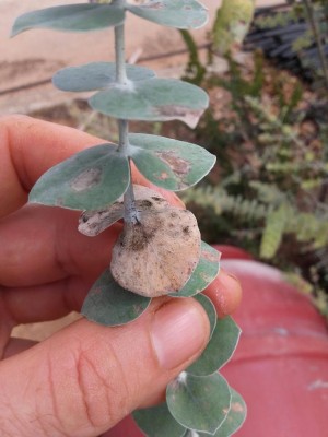 20180809_104803-1224x1632.jpg (72.42 KiB) Osservato 759 volte 20180809_104803-1224x1632.jpg