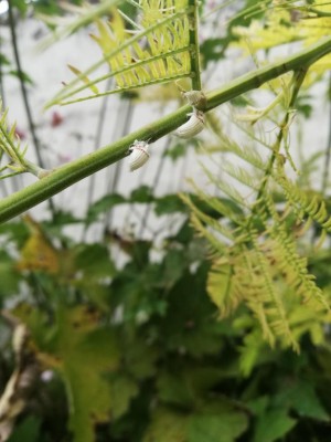 IMG_20180826_170957.jpg (71.9 KiB) Osservato 505 volte IMG_20180826_170957.jpg