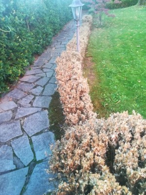 IMG_20180828_071732.jpg (149.52 KiB) Osservato 489 volte IMG_20180828_071732.jpg