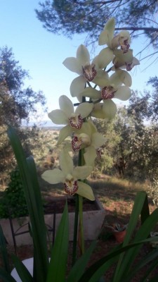 orchidea 2.jpg