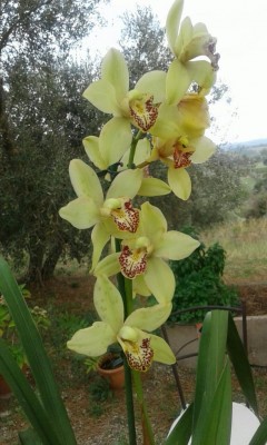 orchidea 4.jpg