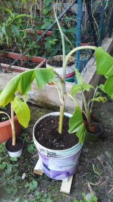 Con bulbo / IMG_20180929_181515.jpg IMG_20180929_181515.jpg