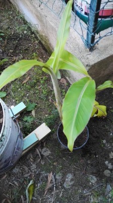 Senza bulbo / IMG_20180929_181529.jpg IMG_20180929_181529.jpg