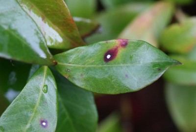 rincospermo leaf spots.jpg (59.33 KiB) Osservato 818 volte rincospermo leaf spots.jpg