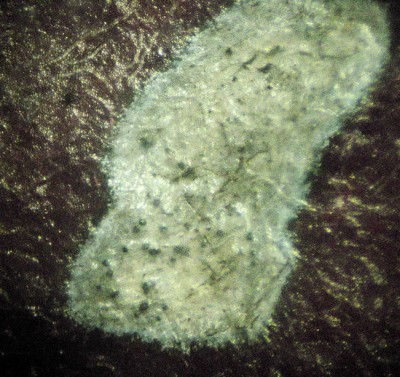 rincospermo (acervula).jpg (265.26 KiB) Osservato 818 volte rincospermo (acervula).jpg