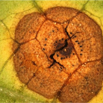 droppedImage_2-33_g7it3.jpg (176.74 KiB) Osservato 3034 volte droppedImage_2-33_g7it3.jpg