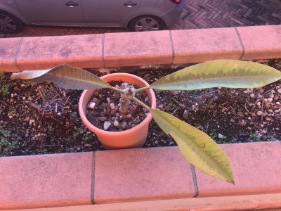 IMG_7509.jpg (121.01 KiB) Osservato 1768 volte IMG_7509.jpg