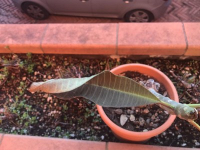 IMG_7510.jpg (78.68 KiB) Osservato 1768 volte IMG_7510.jpg