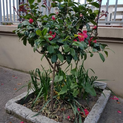 20190310_111708.jpg (214.87 KiB) Osservato 464 volte 20190310_111708.jpg