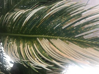 IMG_5256.JPG (126.32 KiB) Osservato 854 volte IMG_5256.JPG