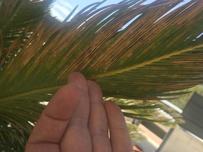 IMG_8894.JPG (85.04 KiB) Osservato 854 volte IMG_8894.JPG