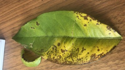 7C0B2601-3B45-4F8F-B0D8-D7DABFD6768C.JPG (73.19 KiB) Osservato 854 volte 7C0B2601-3B45-4F8F-B0D8-D7DABFD6768C.JPG