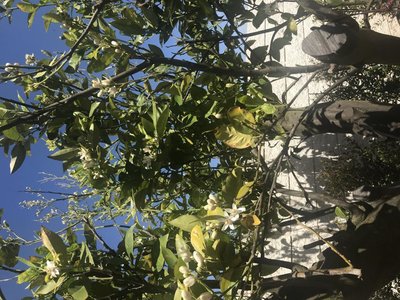 IMG_8321.JPG (177.41 KiB) Osservato 854 volte IMG_8321.JPG