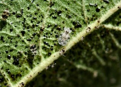 Tingidesumeloimpollinatore.jpg (51.8 KiB) Osservato 898 volte Tingidesumeloimpollinatore.jpg