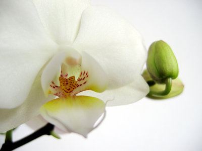 orchidee[1].jpg