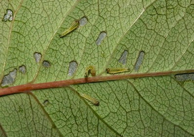 tentredine nera rosa r.jpg (121.06 KiB) Osservato 561 volte tentredine nera rosa r.jpg