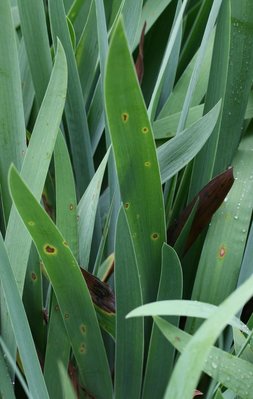 rz Mycospharella macrospora 3.JPG (71.59 KiB) Osservato 690 volte rz Mycospharella macrospora 3.JPG