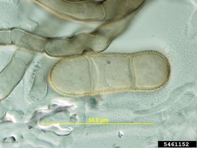 Mycosphaerella macrospora (Cladosporium iridis).jpg