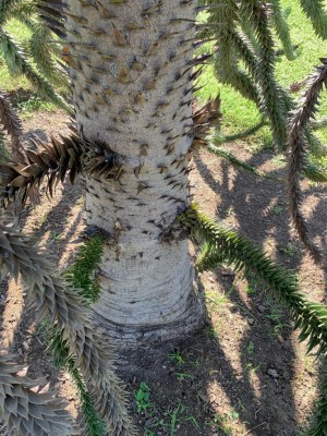 IMG-20190702-WA0004.jpg (222.39 KiB) Osservato 909 volte IMG-20190702-WA0004.jpg