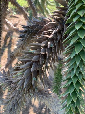 IMG-20190702-WA0005.jpg (138.8 KiB) Osservato 909 volte IMG-20190702-WA0005.jpg