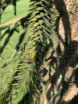 IMG-20190702-WA0006.jpg (147.02 KiB) Osservato 989 volte IMG-20190702-WA0006.jpg