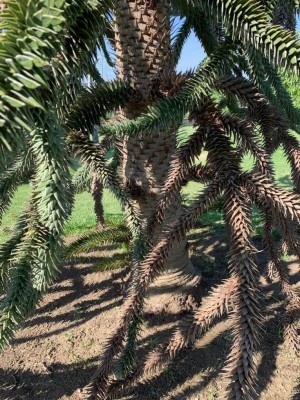 IMG-20190702-WA0010.jpg (231.92 KiB) Osservato 989 volte IMG-20190702-WA0010.jpg