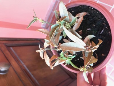 IMG_8336.jpg (79.63 KiB) Osservato 698 volte IMG_8336.jpg