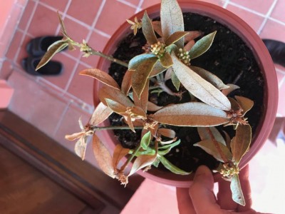 IMG_8337.jpg (86.56 KiB) Osservato 698 volte IMG_8337.jpg