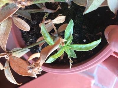 IMG_8338.jpg (86.38 KiB) Osservato 698 volte IMG_8338.jpg