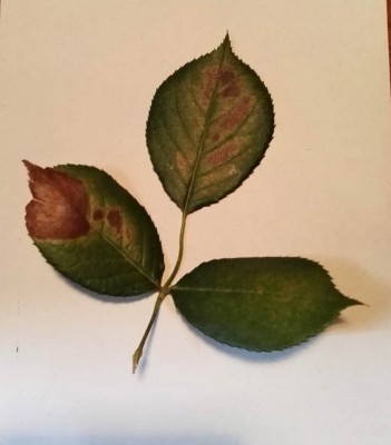 roses.jpg (59.04 KiB) Osservato 594 volte roses.jpg