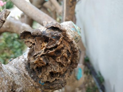 buchii.jpeg (81.09 KiB) Osservato 871 volte buchii.jpeg