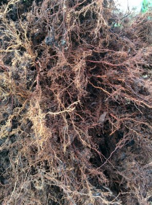 IMG_20190815_103526.jpg (216.98 KiB) Osservato 808 volte IMG_20190815_103526.jpg