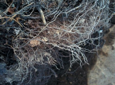 IMG_20190815_103542.jpg (146.77 KiB) Osservato 840 volte IMG_20190815_103542.jpg