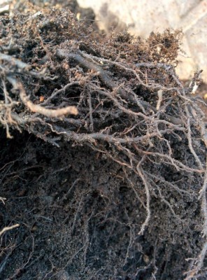 IMG_20190815_103556.jpg (153.04 KiB) Osservato 840 volte IMG_20190815_103556.jpg