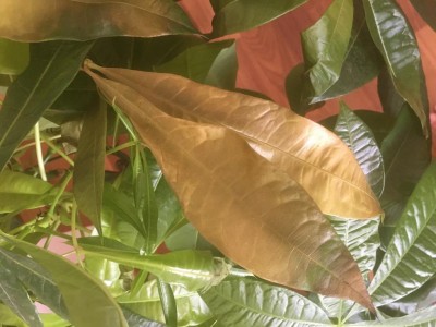 AA5500CD-2DA7-463B-A7EF-12BA61C312C5.jpeg (87.12 KiB) Osservato 572 volte AA5500CD-2DA7-463B-A7EF-12BA61C312C5.jpeg