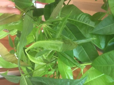 D57823A7-F27A-4A47-9638-1D970881442D.jpeg (68.59 KiB) Osservato 572 volte D57823A7-F27A-4A47-9638-1D970881442D.jpeg