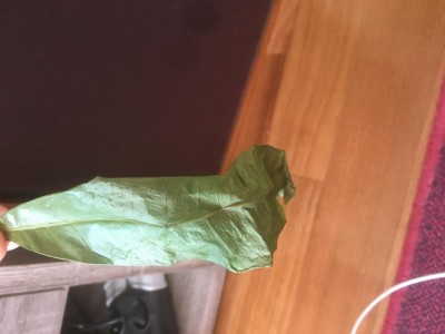 2DA4FF86-208E-4E92-A896-B6A065282EFD.jpeg (48.34 KiB) Osservato 572 volte 2DA4FF86-208E-4E92-A896-B6A065282EFD.jpeg