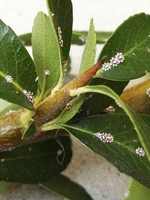 IMG_20191004_124206.jpg (106.34 KiB) Osservato 575 volte IMG_20191004_124206.jpg