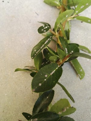 IMG_20191004_124230.jpg (85.7 KiB) Osservato 575 volte IMG_20191004_124230.jpg