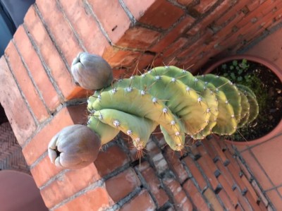 EAB83817-31E2-4B6E-A1BA-124ED46E9EC5.jpeg (85.64 KiB) Osservato 747 volte EAB83817-31E2-4B6E-A1BA-124ED46E9EC5.jpeg