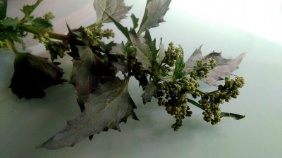 Chenopodium album o Mercurialis annua? / IMG_20200107_111801'.jpg IMG_20200107_111801'.jpg