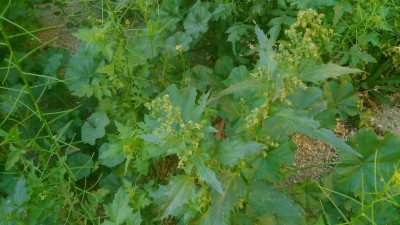 IMG_20200106_162722.jpg (105.54 KiB) Osservato 895 volte IMG_20200106_162722.jpg