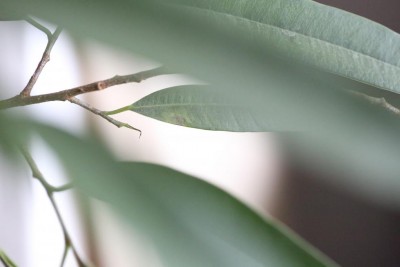 1Q9A6631.JPG (39.24 KiB) Osservato 488 volte 1Q9A6631.JPG