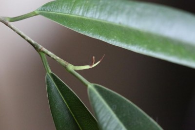 1Q9A6632.JPG (42.2 KiB) Osservato 488 volte 1Q9A6632.JPG