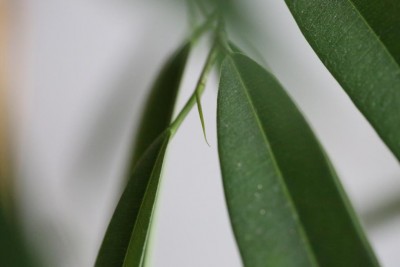 1Q9A6633.JPG (35.15 KiB) Osservato 488 volte 1Q9A6633.JPG